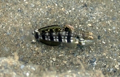 Amblygobius phalaena
