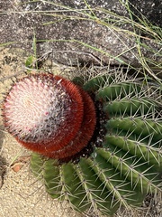 Melocactus intortus