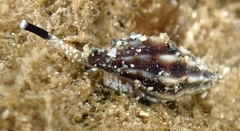 Eucithara