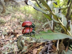 Elytrosphaera lahtivirtai