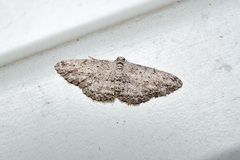 Phelotis cognata