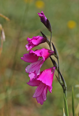 Gladiolus atroviolaceus