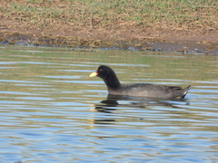 Fulica rufifrons
