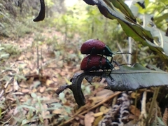 Elytrosphaera lahtivirtai