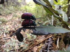 Elytrosphaera lahtivirtai