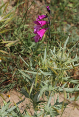 Gladiolus atroviolaceus