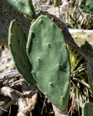 Opuntia stricta