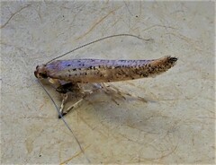 Caloptilia linearis
