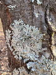 Heterodermia albicans