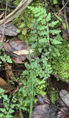 Lindsaea trichomanoides