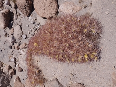 Maihueniopsis camachoi