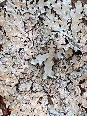 Heterodermia albicans