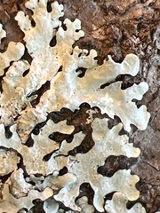 Heterodermia albicans