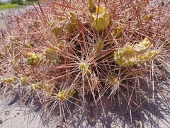 Maihueniopsis camachoi