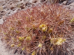 Maihueniopsis camachoi