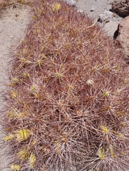 Maihueniopsis camachoi