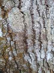 Lecanora