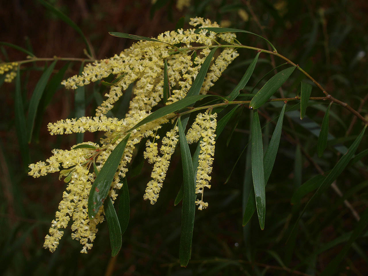 Acacia floribunda