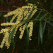 White Sally Wattle - Photo (c) Mike Lusk, some rights reserved (CC BY-NC), uploaded by Mike Lusk