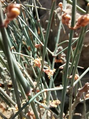Ephedra pedunculata