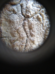 Lecanora