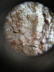 Lecanora