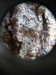 Lecanora