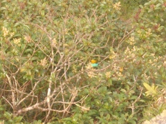 Tangara cyanoventris