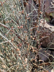 Ephedra pedunculata