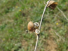 Helianthemum ledifolium