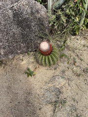 Melocactus intortus