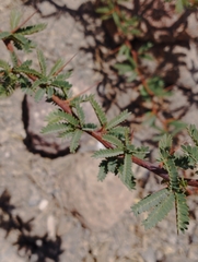 Prosopis tamarugo
