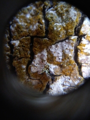 Lecanora