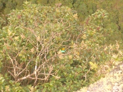 Tangara cyanoventris