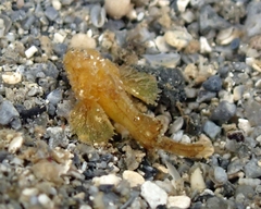 Scorpaenidae