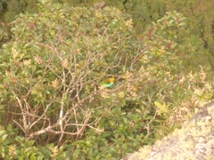 Tangara cyanoventris