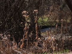 Verbesina virginica