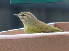 Setophaga palmarum hypochrysea