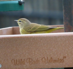 Setophaga palmarum hypochrysea