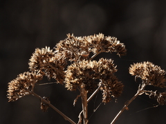 Verbesina virginica