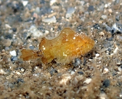 Scorpaenidae