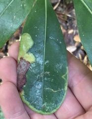 Corythoxestis zorionella