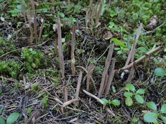 Alloclavaria purpurea
