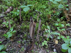 Alloclavaria purpurea