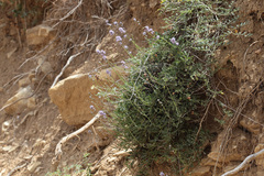 Globularia orientalis
