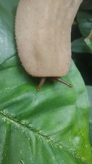 Veronicellidae