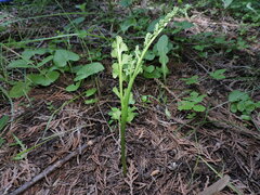 Botrychium crenulatum