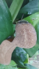 Veronicellidae