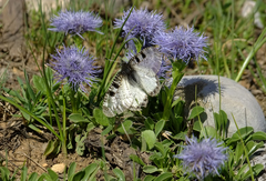 Globularia trichosantha
