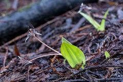 Scoliopus bigelovii